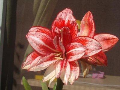 阳台养室内花卉要注意哪些问题阳台种花的讲究