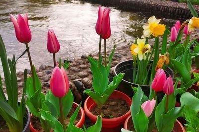 阳台养室内花卉要注意哪些问题阳台种花的讲究