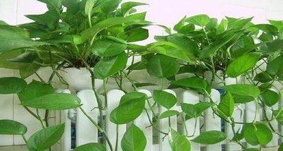 阳台植物风水  阳台适合养哪些植物