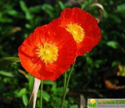 除夕出生的女宝宝怎么样起名字 教你一些好方法吧