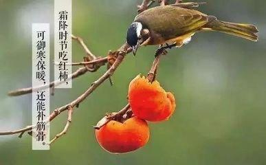 霜降是什么时候霜降是什么意思霜降吃什么