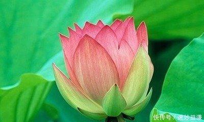面对爱情变得畏首畏尾的生肖 看看有没有你