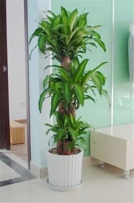 风水植物怎么分类 客厅植物怎么摆放旺家运