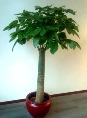风水植物：可以摆放在家中的旺财植物介绍