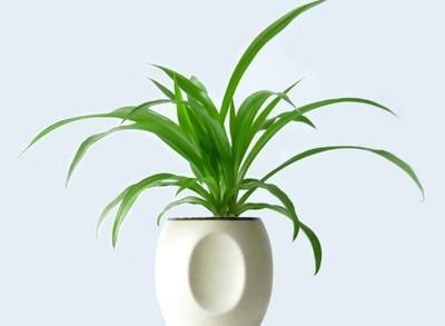 风水植物：可以摆放在家中的旺财植物介绍