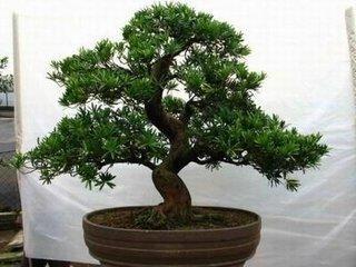 风水植物：榕树盆景的风水作用都有哪些
