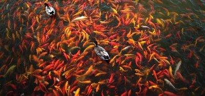 风水上谈谈养鱼数量有什么要求 养鱼风水注意什么