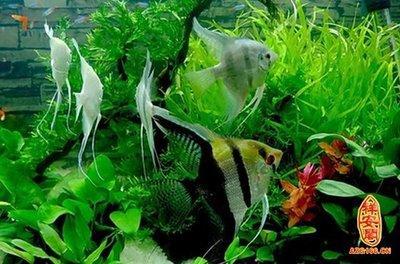 风水上谈谈养鱼数量有什么要求 养鱼风水注意什么