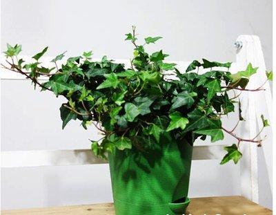 风水问答：起到化煞作用的植物有哪些