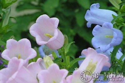 风铃草的花语是什么 风铃草的寓意