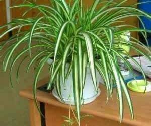 餐桌植物摆放与风水 这些讲究你一定要知道