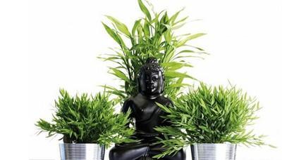 风水招财的3大妙招 怎样的风水能招财