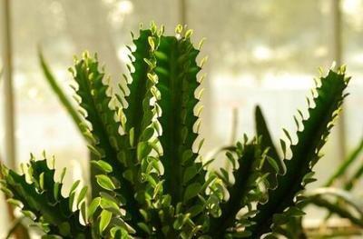 风水挡煞鱼养什么鱼(家里风水挡煞养什么植物好)