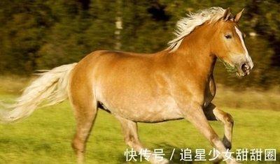 马与什么生肖和 属马人与什么生肖配对幸福美满