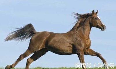 马和狗属相合不合 属马人与属狗人的配对结果怎样