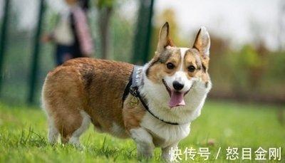马和狗属相合不合 属马人与属狗人的配对结果怎样
