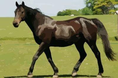 马宝宝的性格特征是什么呢 分析属马人的性格特点
