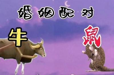 鼠和牛相配婚姻如何 配对结果是什么样