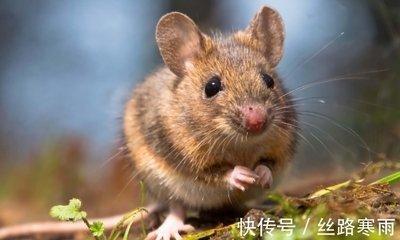 鼠工作中合的生肖 属鼠人与谁合作会好