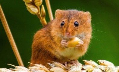 鼠的合作生肖 属鼠人与什么生肖合作好