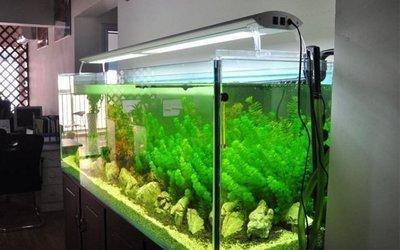 鱼缸适合摆放在哪些方位了解方位的特点