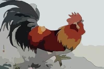 鸡女的一生运程与运势 属鸡女的命运怎样