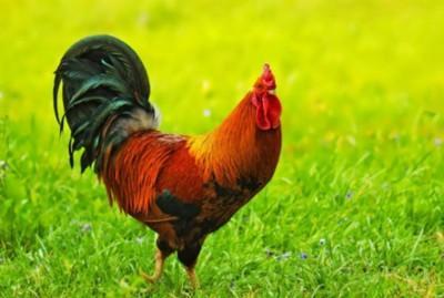 鸡本命年要注意点什么 生肖鸡本命年的注意事项 鸡本命年要注意点什么 生肖鸡本命年的注意事项