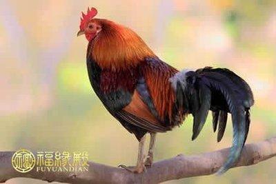 鸡生肖九月出生人命运 几月出生的属鸡人命好