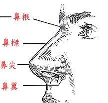鼻翼薄的人面相如何看 鼻翼薄的人命运好不好