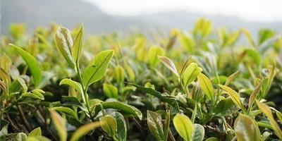 蛇年出生的人命运是否坎坷 解读属虎人一生运势