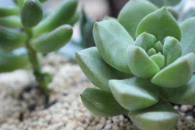 马年出生的人的命运是什么 属羊人命运好吗 马年出生的人的命运是什么 属羊人命运好吗