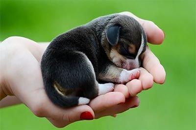 蛇年属狗人的运气生肖属狗2025年蛇年运势