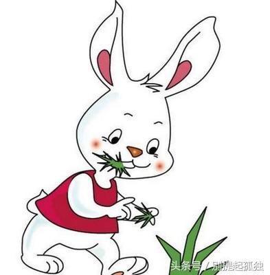 蛇年属猪人的运势怎么样 属猪人怎么改变运势