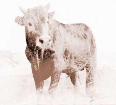 马年是哪年2026生肖牛刑克太岁财路不顺