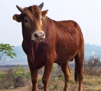 马年是哪年2026生肖牛刑克太岁财路不顺
