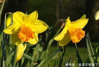 蛇年桃花较旺的生肖有哪些 这些人容易脱单