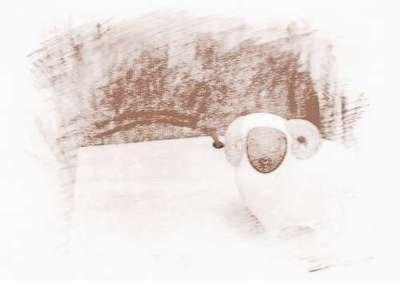 蛇年生人属牛的人如何改变命运禁忌生肖