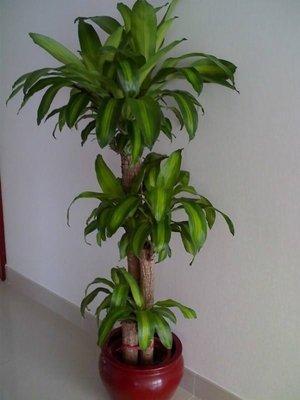 龙血树的摆放和风水 在家里哪里摆最好