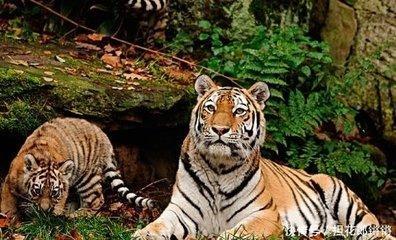 1988年9月24日晚上23-24点出生性格、运势和命运 1988年9月24日晚上23-24点出生性格、运势和命运