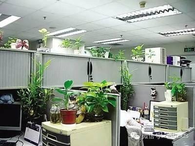 办公桌植物摆放的风水 办公桌摆放哪些植物好