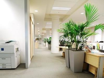 办公桌植物摆放的风水 办公桌摆放哪些植物好