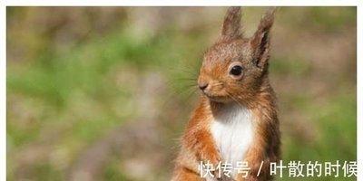 天生胆小的生肖是什么 生来就胆小怕事的生肖