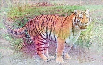 梦到老虎是什么意思(孕妇做梦梦到老虎是什么意思)