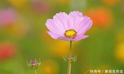 桃花运最旺的生肖  一生桃花都特旺的生肖