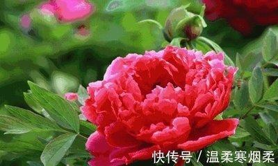 新的一年里恋爱专一 桃花旺盛 因爱得财的生肖介绍