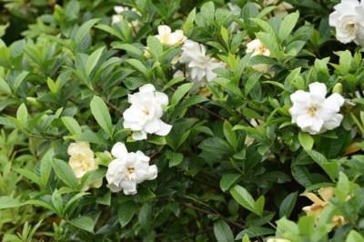 桅子花的花语是什么 桅子花寓意