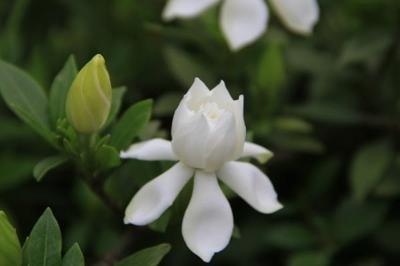 桅子花的花语是什么 桅子花寓意