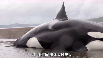 梦见被鲸鱼追,鲸鱼还上岸来追我是什么意思