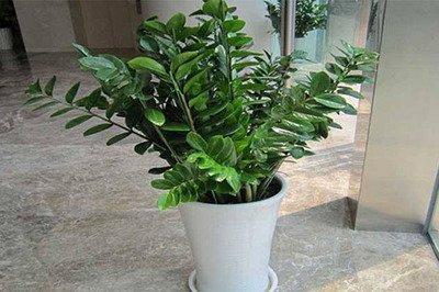 能招财还能挡煞的风水植物 最适合在家中种养