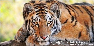 能独自面对任何困难的生肖女  坚强有韧劲